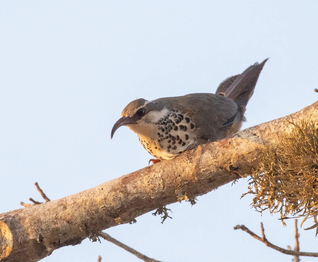 本氏拟鹑(Monias benschi)