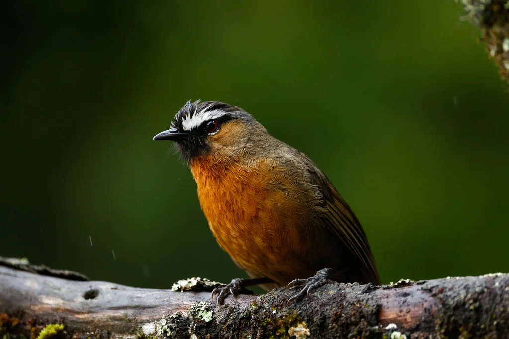 灰颈噪鹛(Montecincla cachinnans)