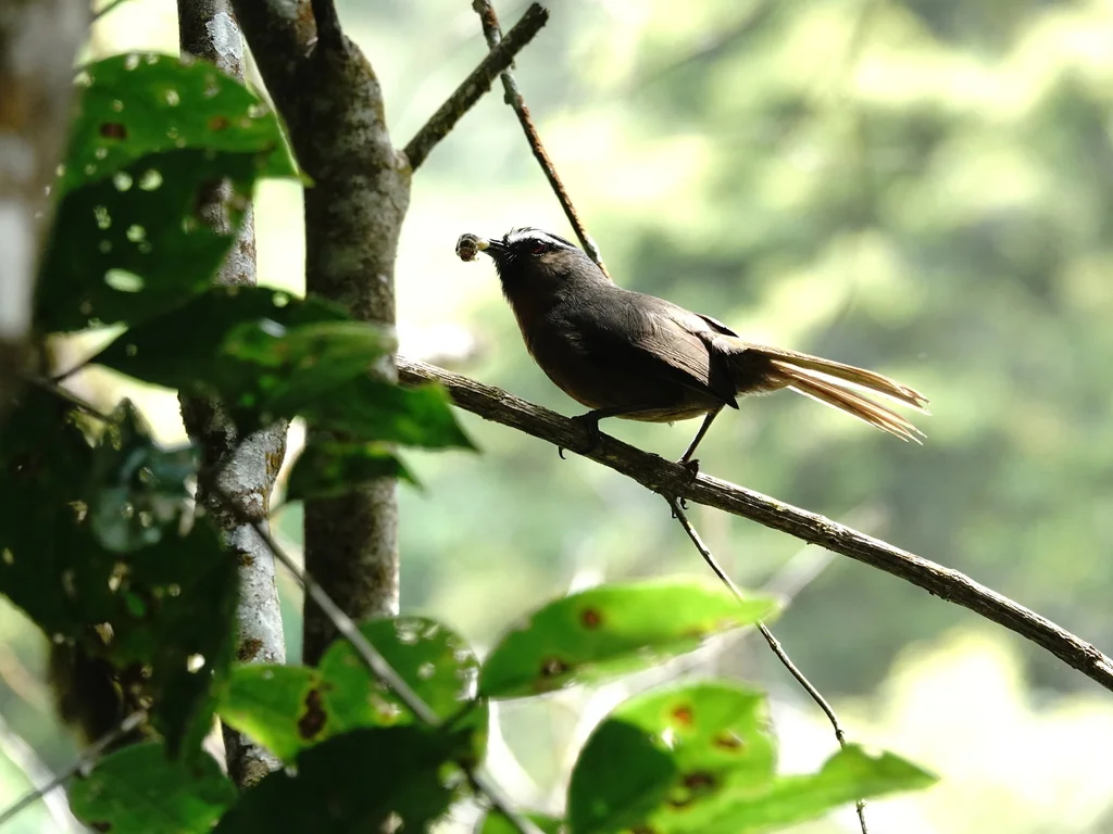 灰颈噪鹛(Montecincla cachinnans)