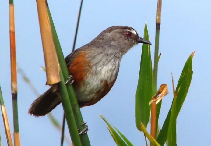 阿沙部噪鹛（Montecincla meridionalis）
