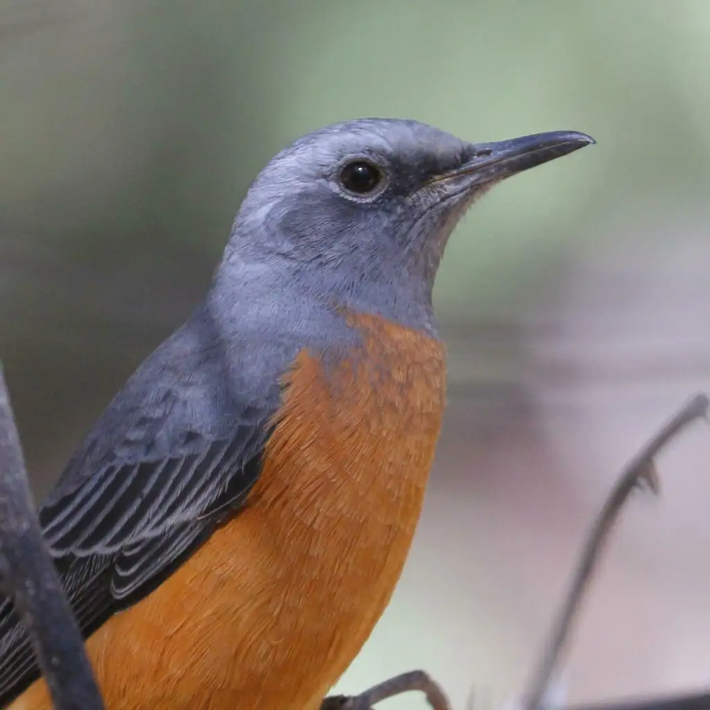 短趾矶鸫(Monticola brevipes)