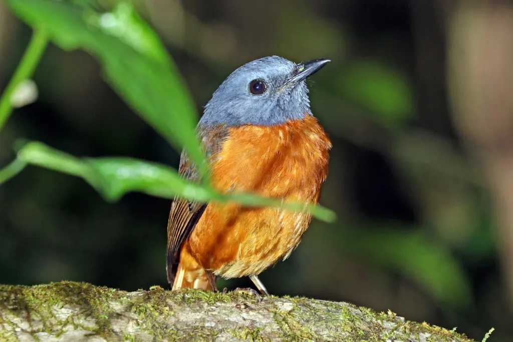 琥珀山矶鸫（Monticola erythronotus）
