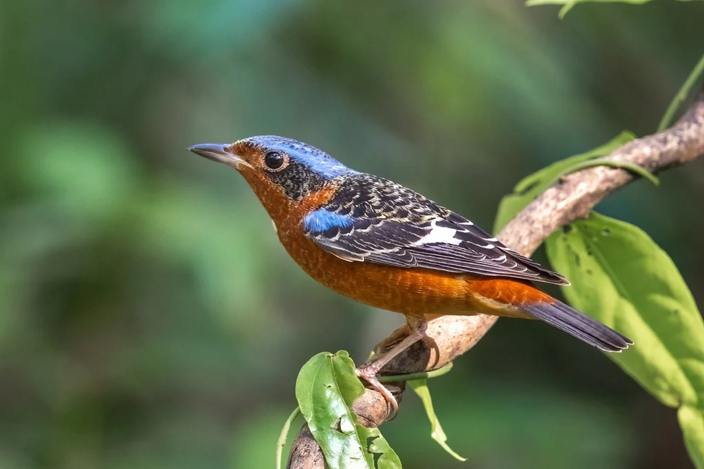 白喉矶鸫(Monticola gularis)