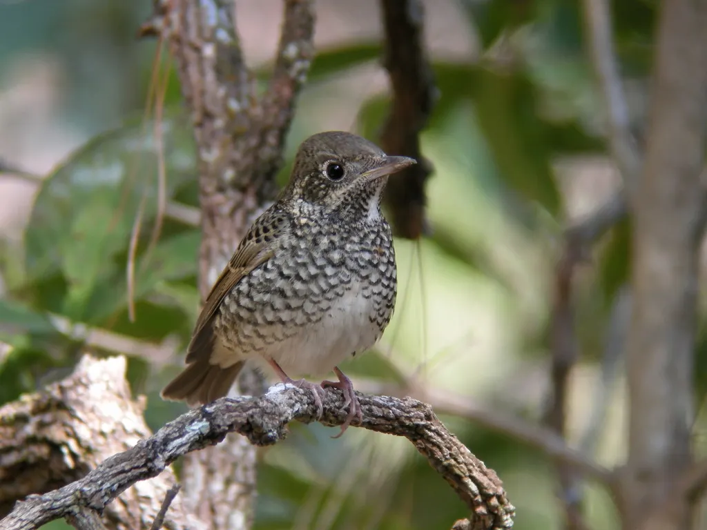 白喉矶鸫(Monticola gularis)