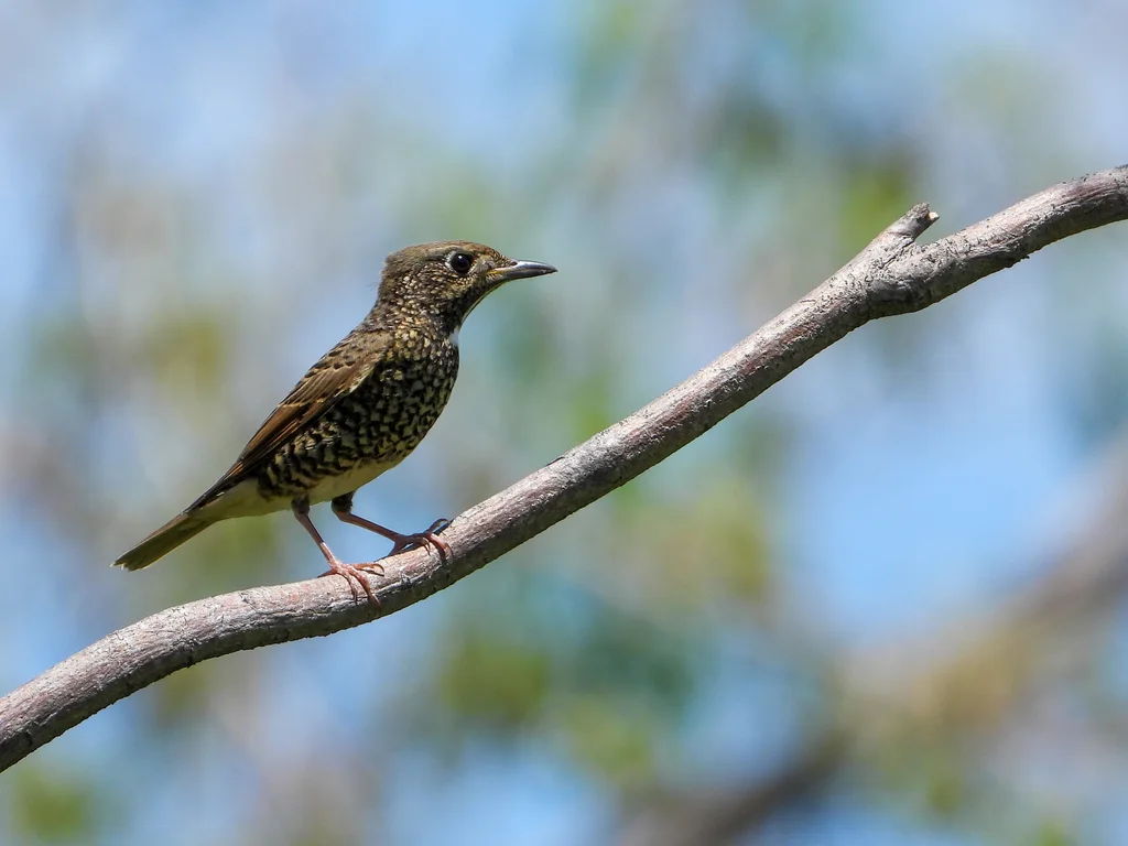 白喉矶鸫(Monticola gularis)