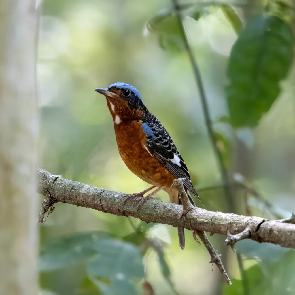 白喉矶鸫(Monticola gularis)