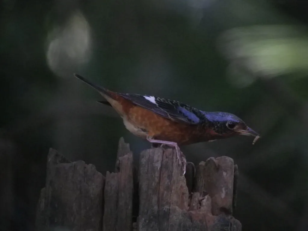 白喉矶鸫(Monticola gularis)