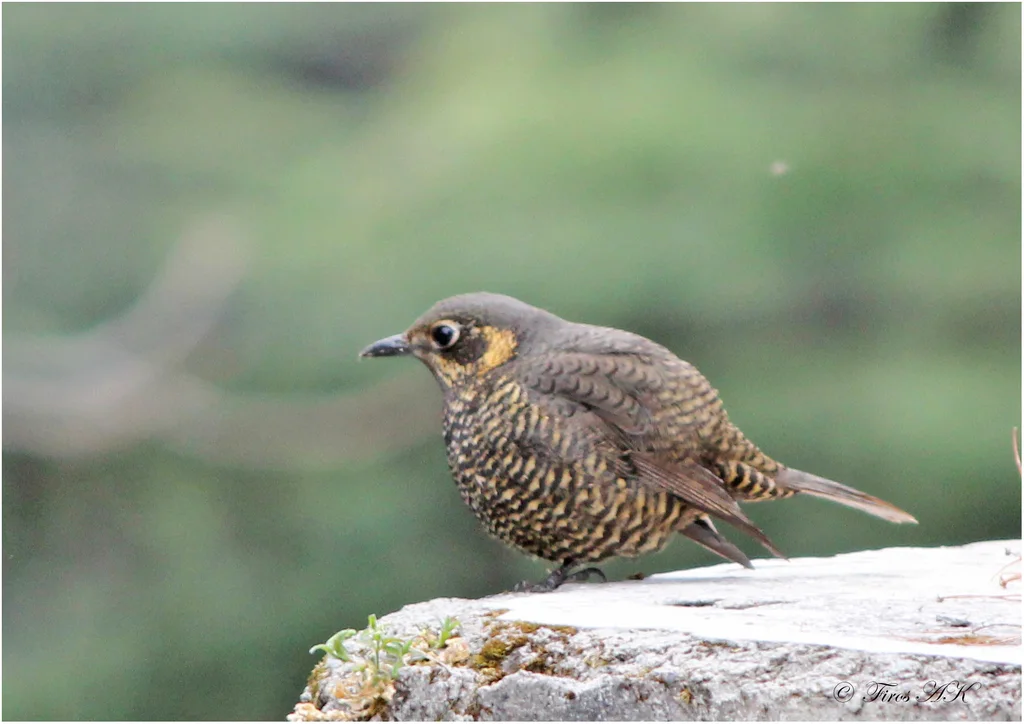 栗腹矶鸫(Monticola rufiventris)