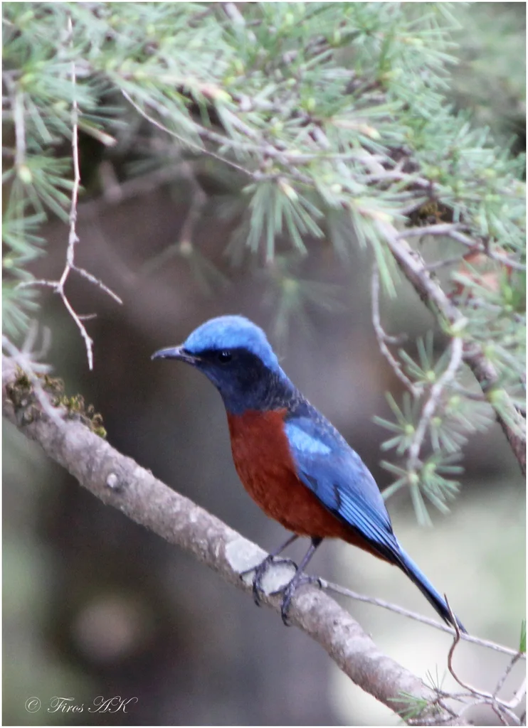 栗腹矶鸫(Monticola rufiventris)