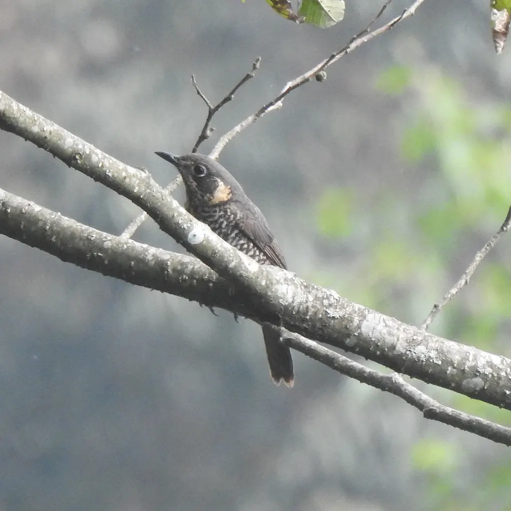 栗腹矶鸫(Monticola rufiventris)