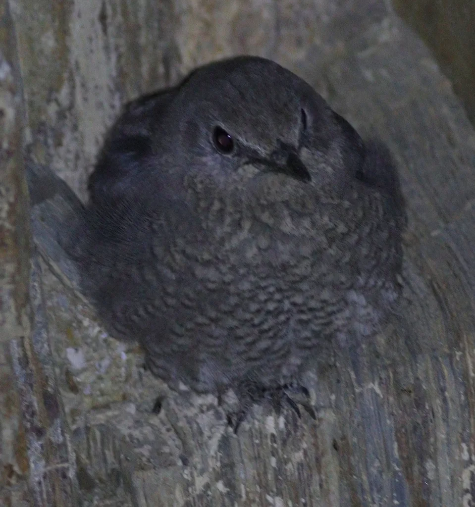 小矶鸫（Monticola rufocinereus）