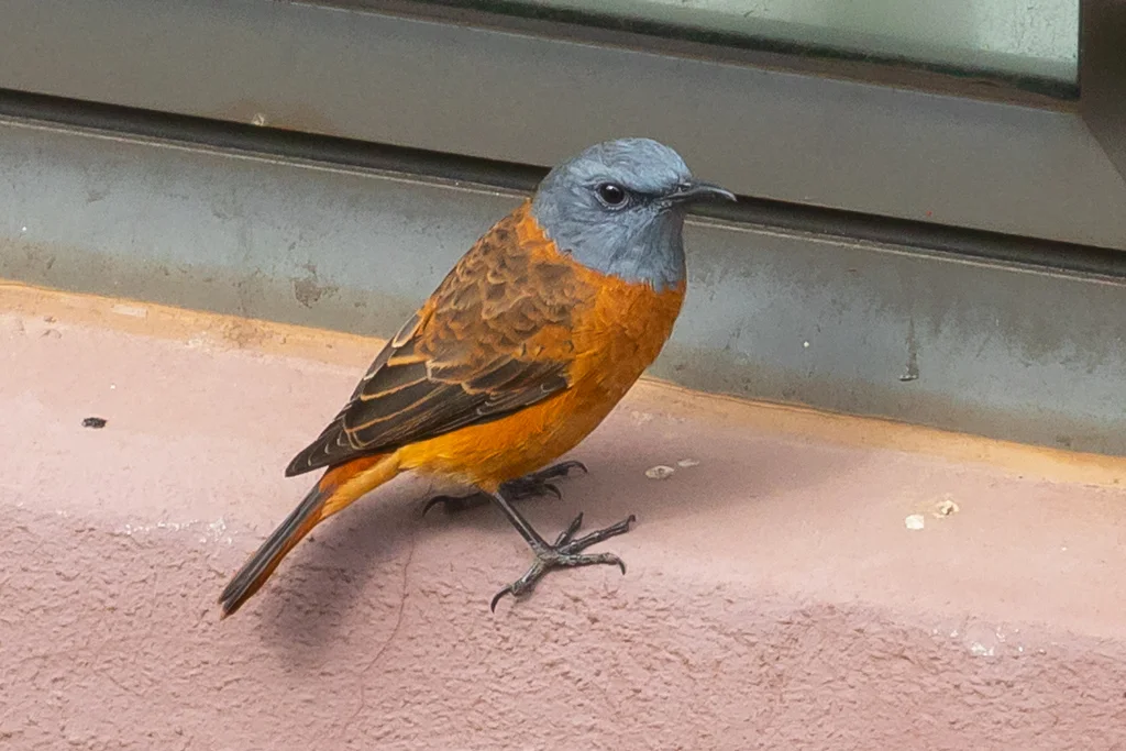 南非矶鸫(Monticola rupestris)