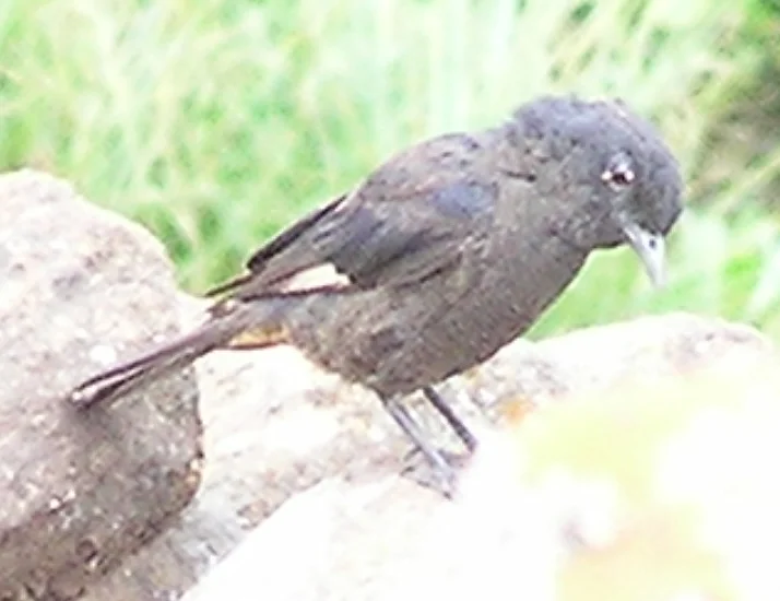 白翅矶鸫（Monticola semirufus）