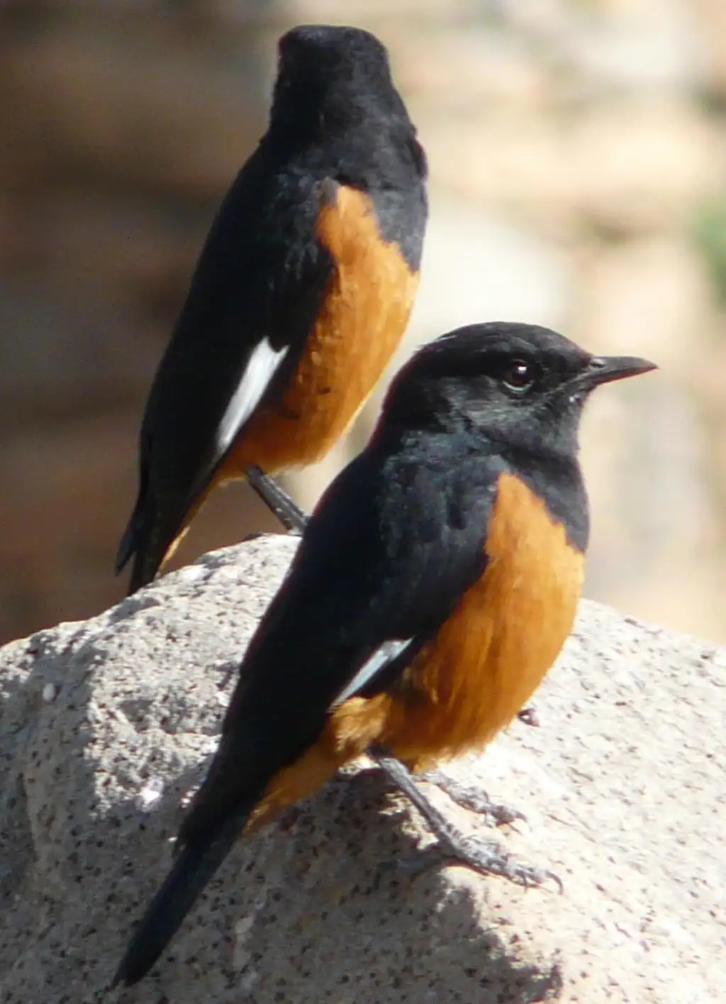 白翅矶鸫（Monticola semirufus）