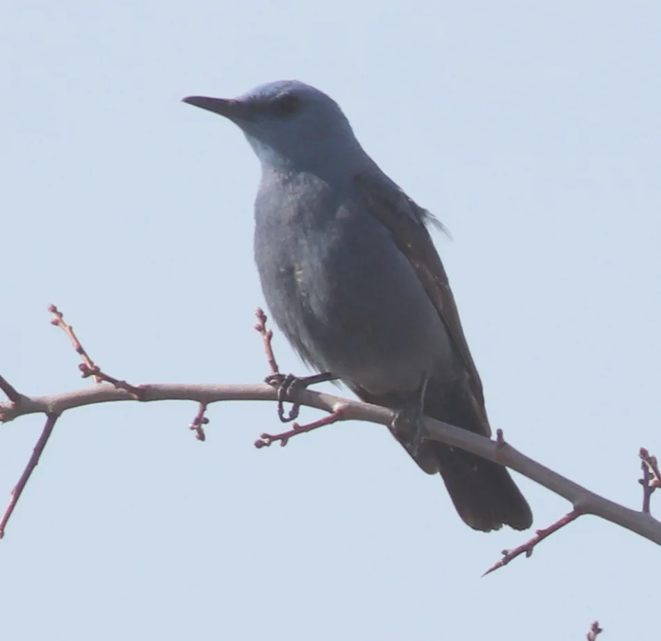 蓝矶鸫(Monticola solitarius)