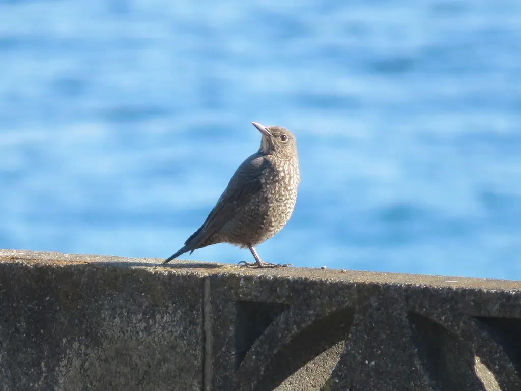 蓝矶鸫(Monticola solitarius)