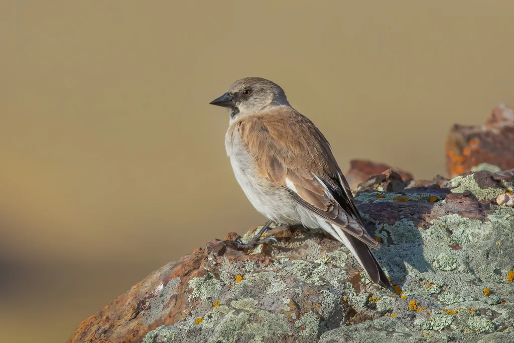 白斑翅雪雀(Montifringilla nivalis)