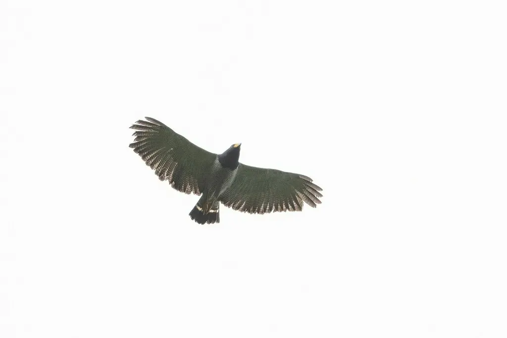 横斑南美鵟(Morphnarchus princeps)