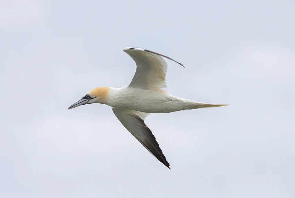 北鲣鸟(Morus bassanus)