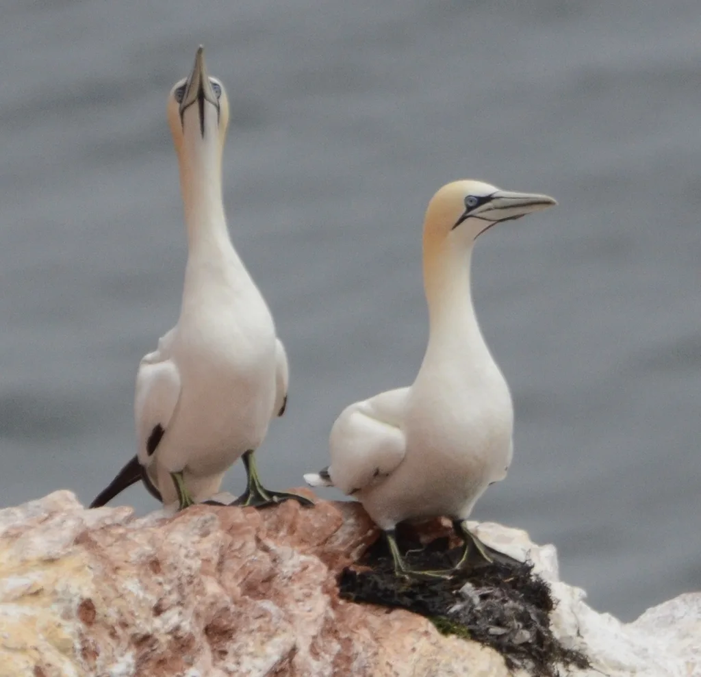 北鲣鸟(Morus bassanus)