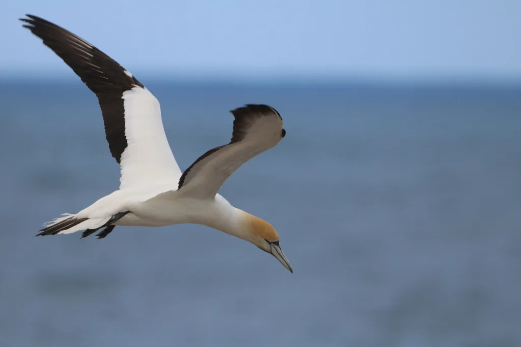 澳洲鲣鸟(Morus serrator)
