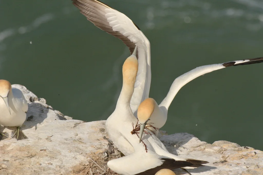 澳洲鲣鸟(Morus serrator)