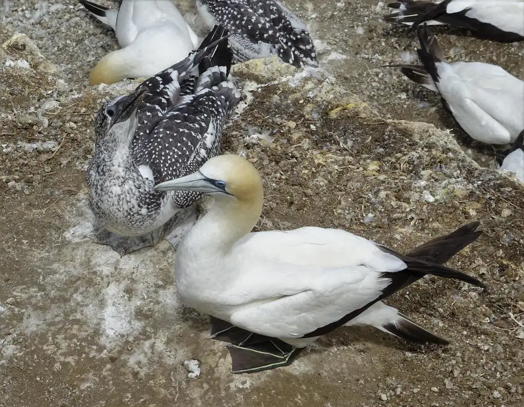 澳洲鲣鸟(Morus serrator)