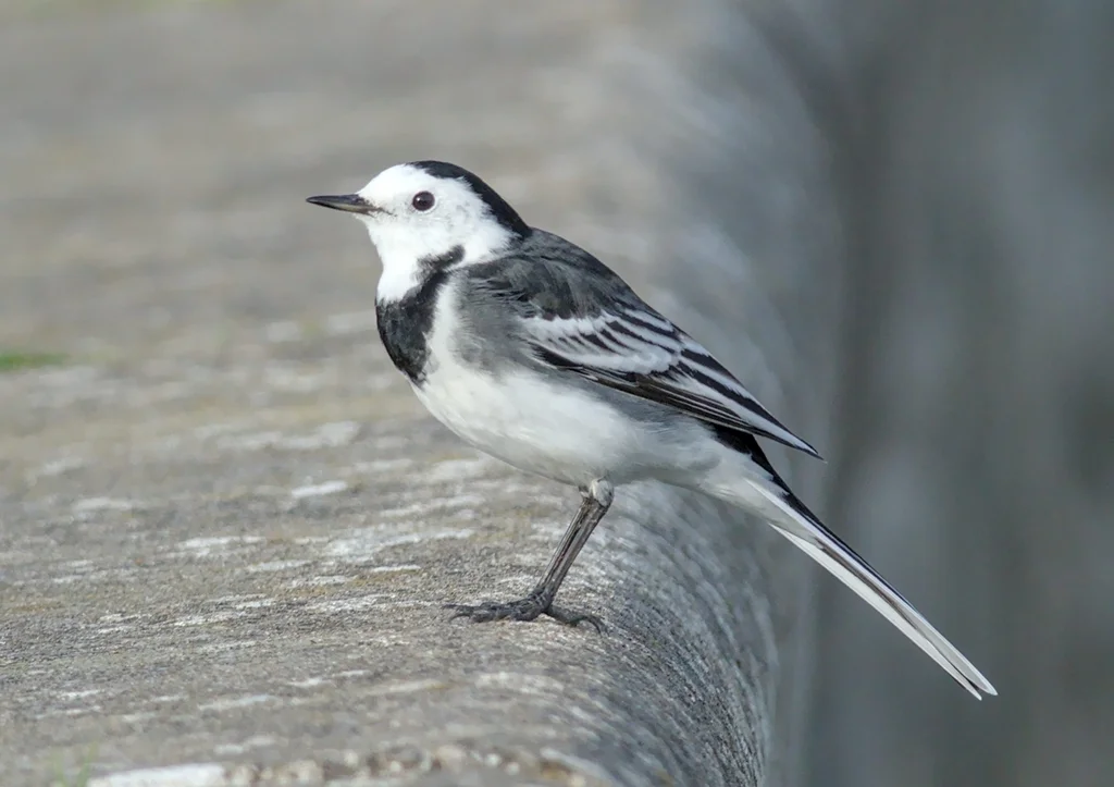 白鹡鸰(Motacilla alba)