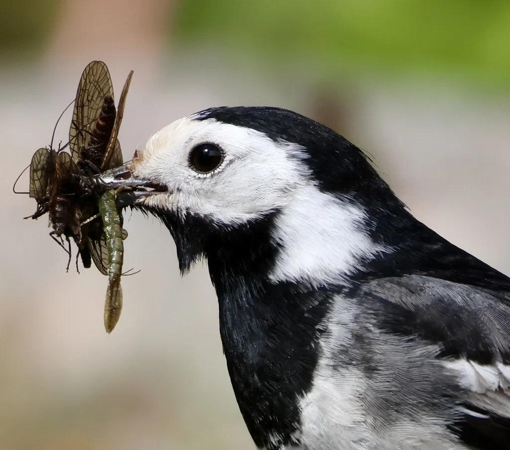 白鹡鸰(Motacilla alba)