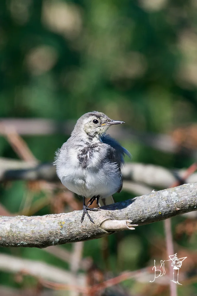 白鹡鸰(Motacilla alba)