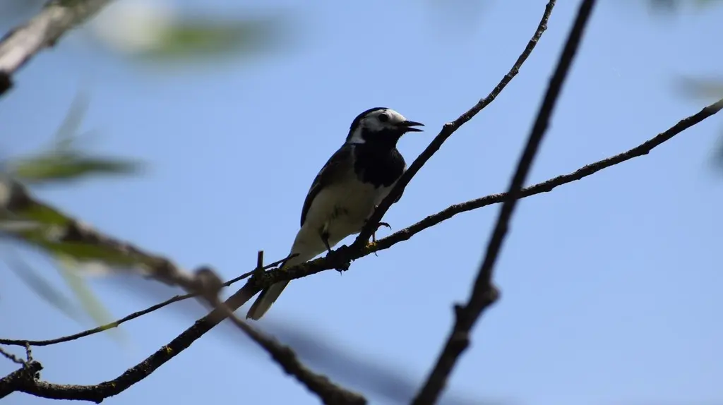 白鹡鸰(Motacilla alba)