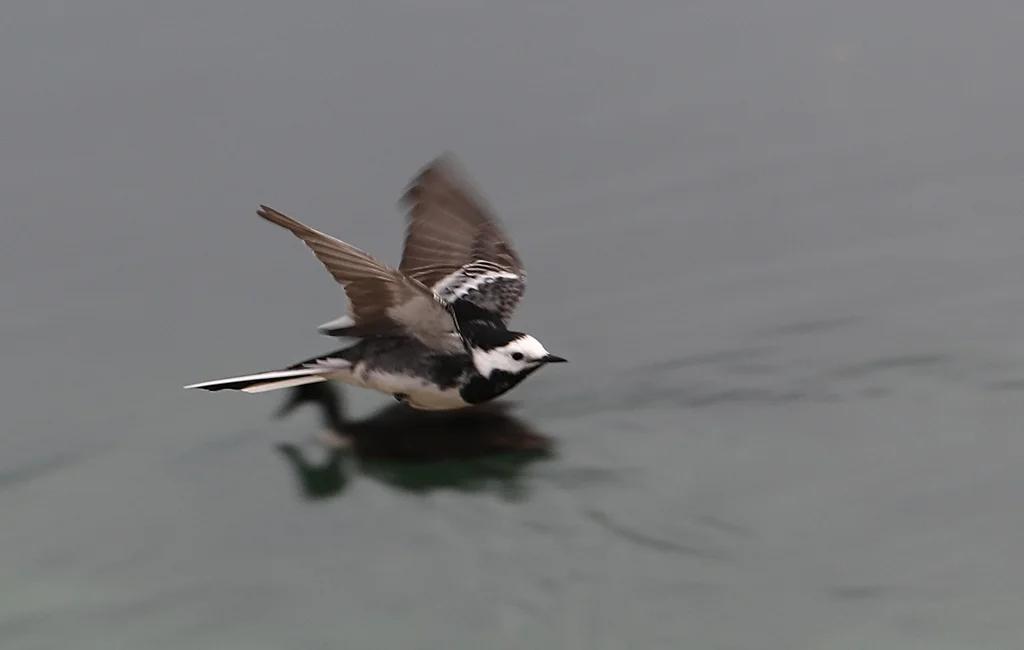 白鹡鸰(Motacilla alba)