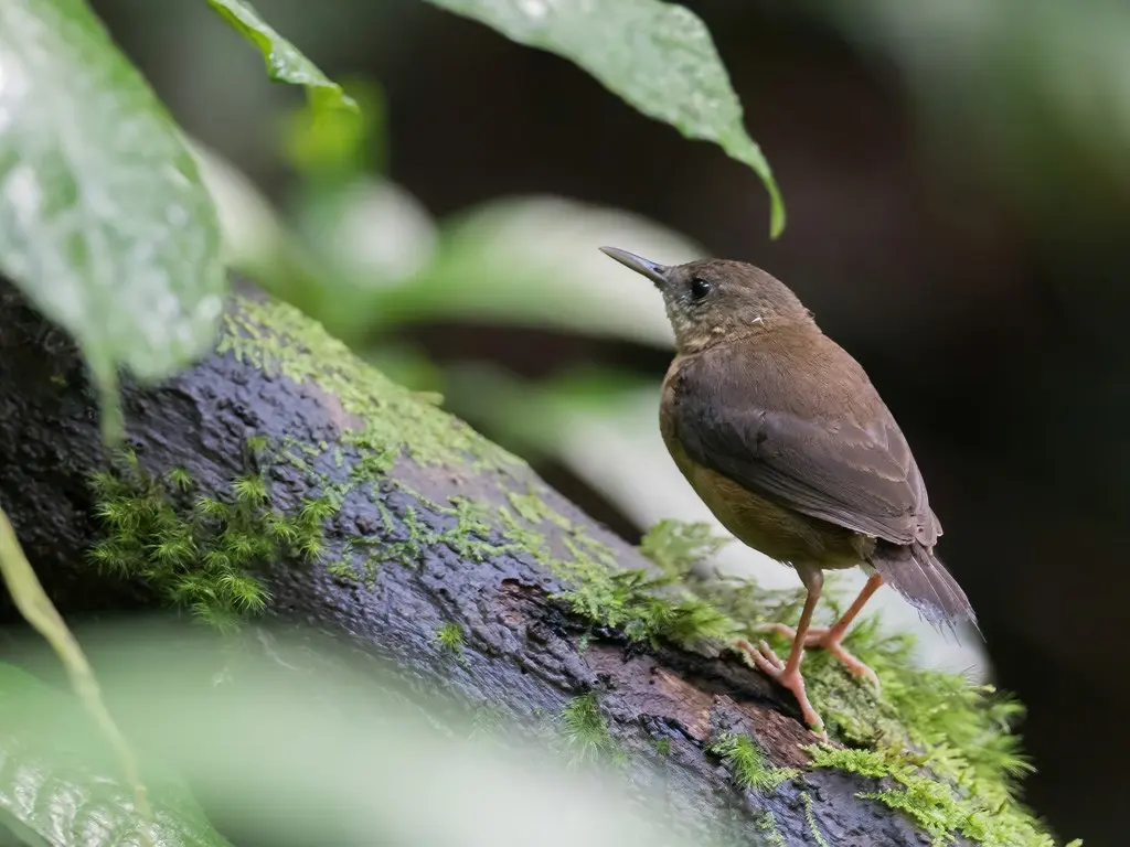 圣多美鹡鸰(Motacilla bocagii)