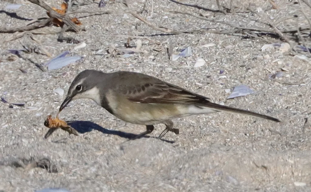海角鹡鸰(Motacilla capensis)