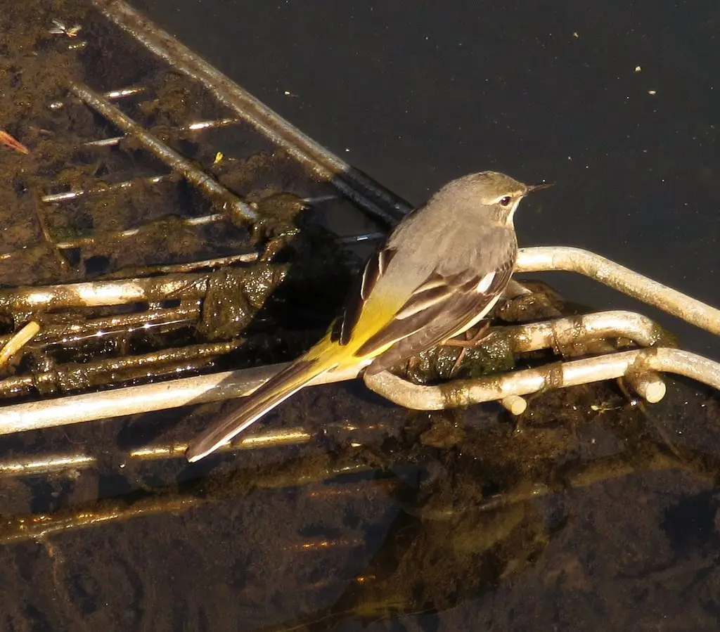 灰鹡鸰(Motacilla cinerea)