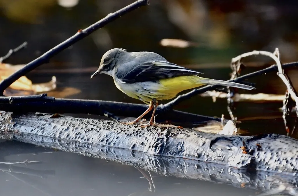灰鹡鸰(Motacilla cinerea)