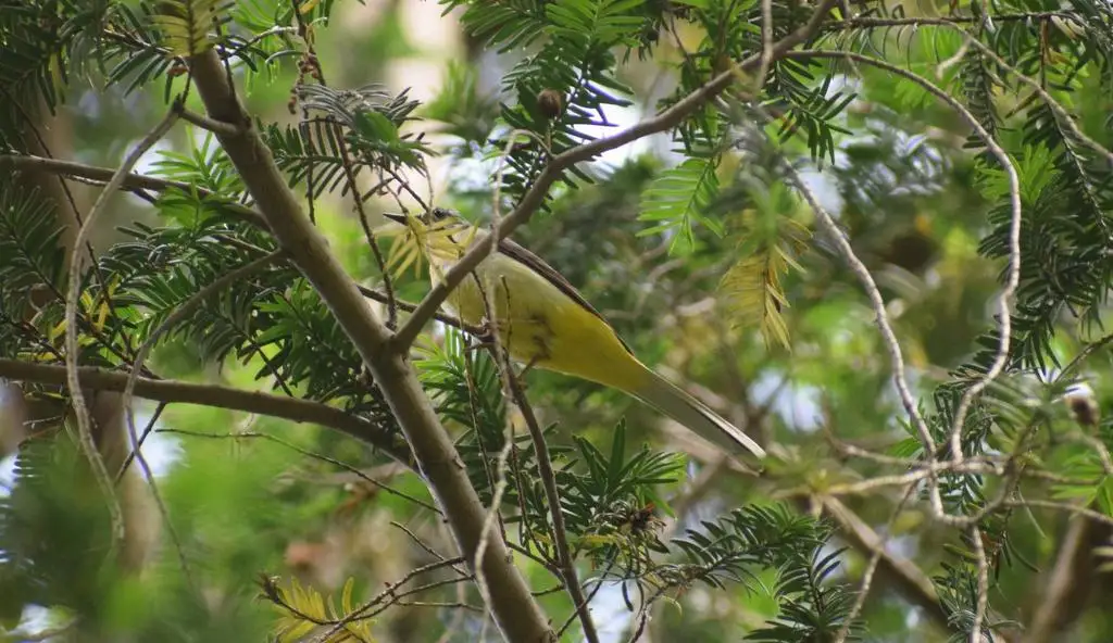 灰鹡鸰(Motacilla cinerea)