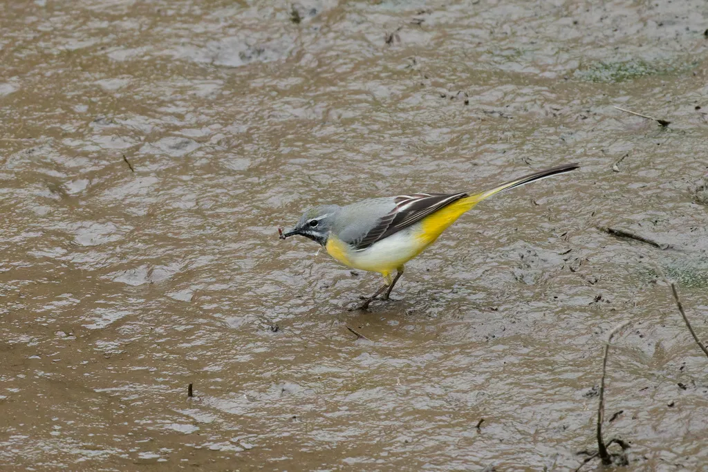 灰鹡鸰(Motacilla cinerea)