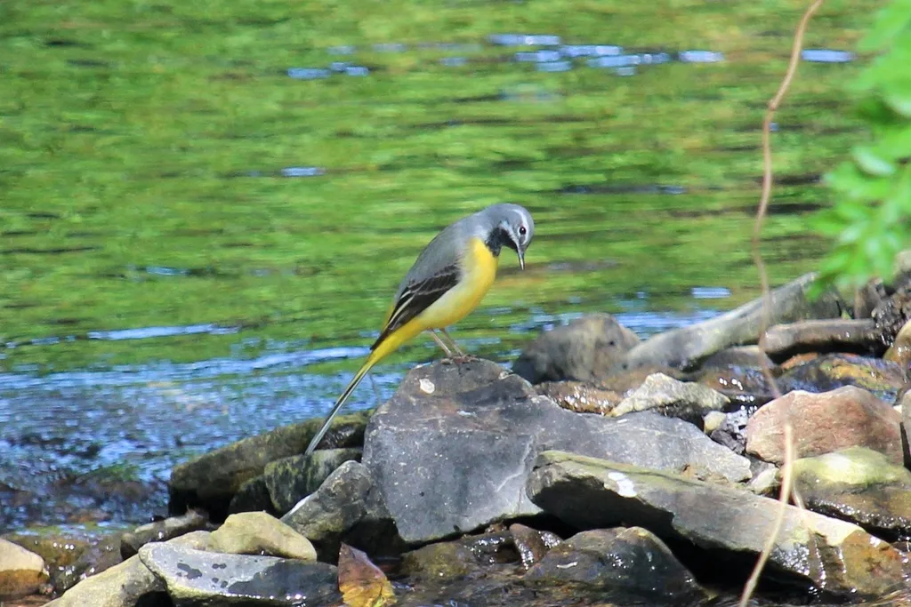 灰鹡鸰(Motacilla cinerea)