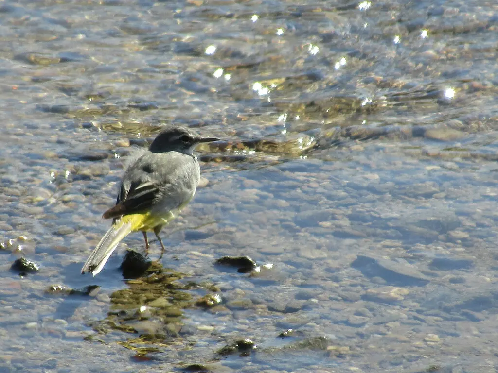 灰鹡鸰(Motacilla cinerea)