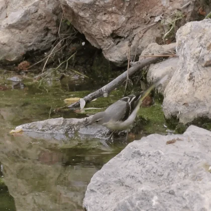 灰鹡鸰(Motacilla cinerea)