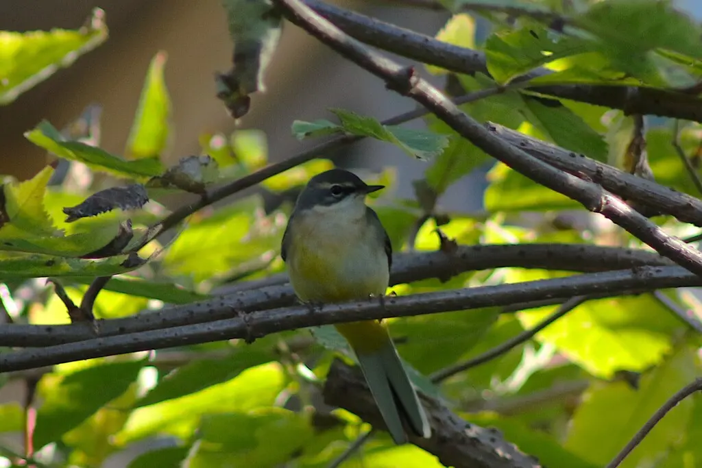 灰鹡鸰(Motacilla cinerea)