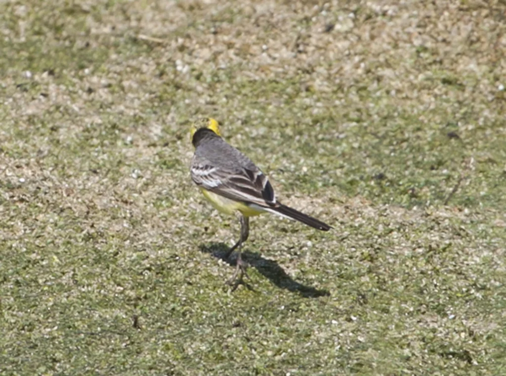 黄头鹡鸰(Motacilla citreola)