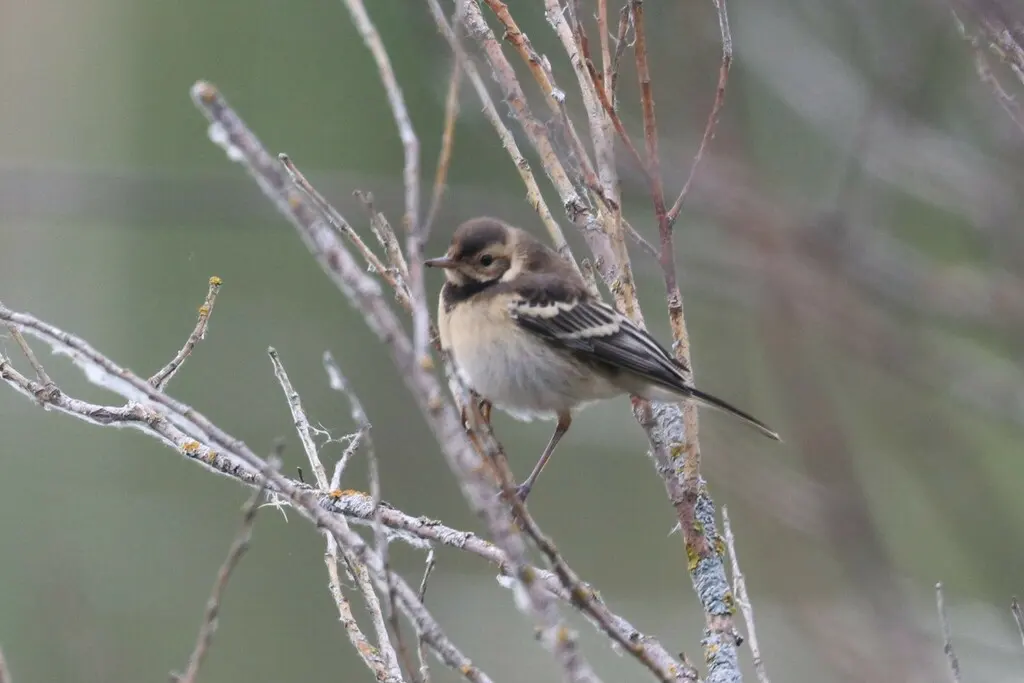 黄头鹡鸰(Motacilla citreola)