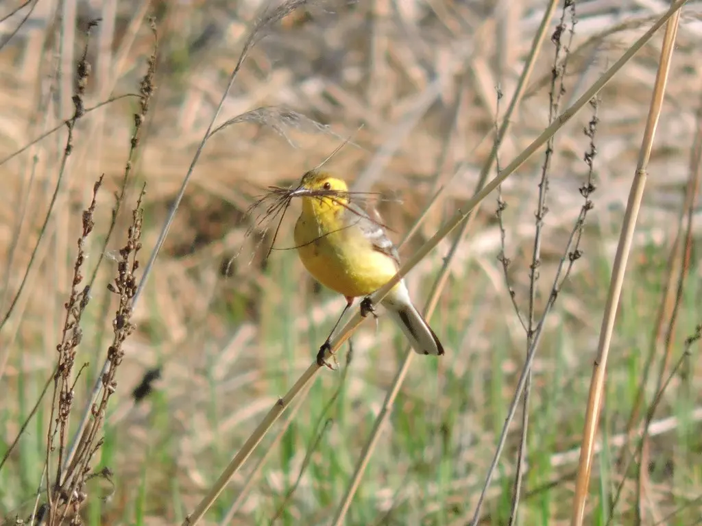 黄头鹡鸰（Motacilla citreola）