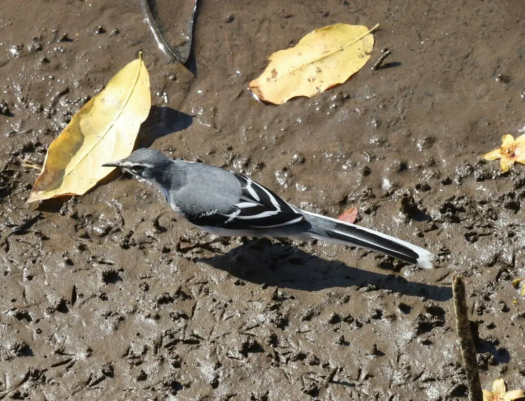 非洲山鹡鸰(Motacilla clara)