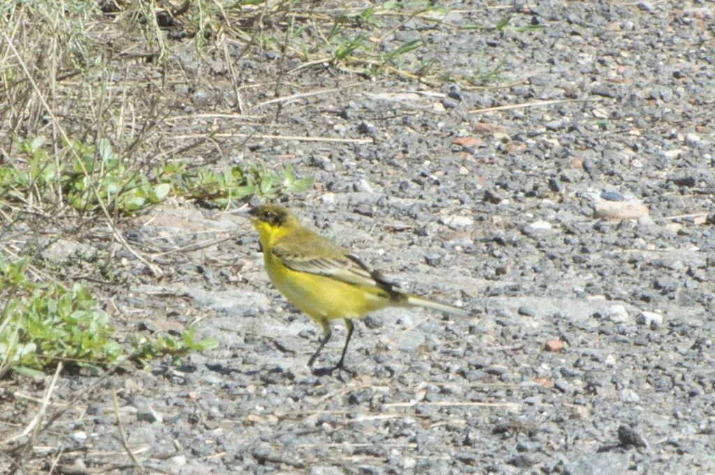 西黄鹡鸰(Motacilla flava)