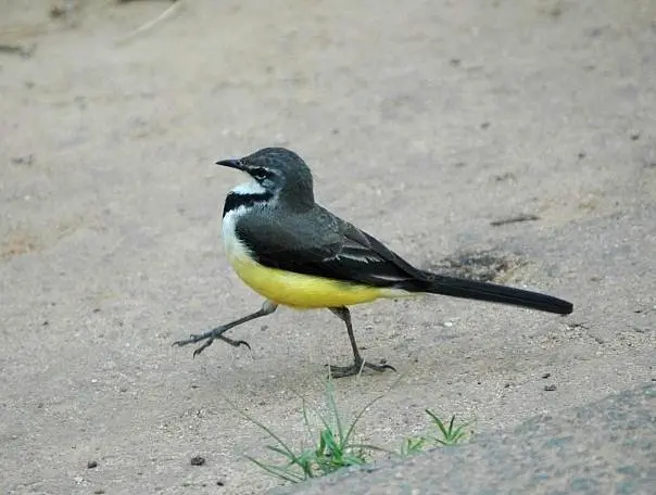 马岛鹡鸰(Motacilla flaviventris)