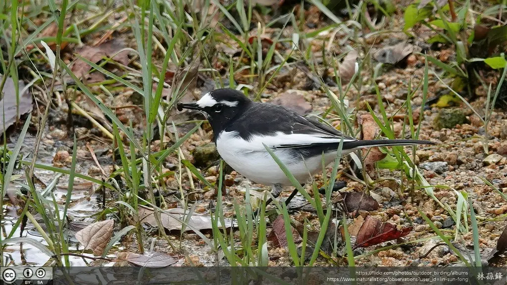 日本鹡鸰(Motacilla grandis)