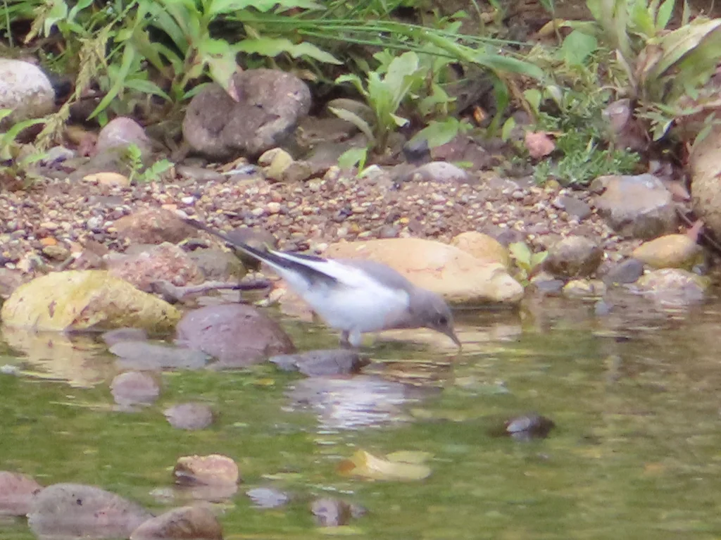 日本鹡鸰(Motacilla grandis)